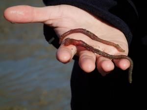 Un ver marin, Arenicola marina, tenu dans une main.