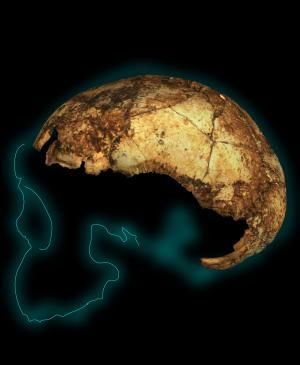 Il y a 2 millions d’années, en Afrique australe, Australopithecus, Paranthropus et… Homo erectus ? 