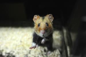 Coronavirus : des tests sur les hamsters à Hong Kong prouvent l’efficacité des masques