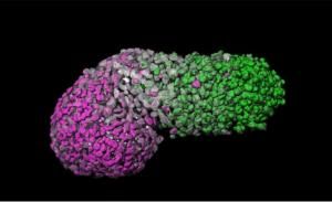 Un modèle d’embryon humain développé à partir de cellules souches
