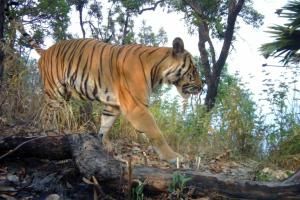  Thaïlande : des tigres en nombre croissant, mais toujours menacés