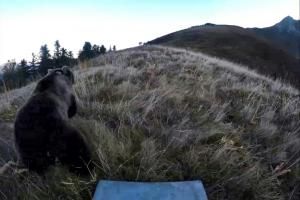 Ours: randonnée interdite, estives sous haute surveillance à Ustou (Ariège)