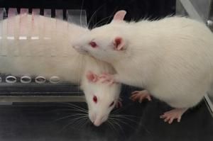 Un rat aide moins son congénère en présence de témoins passifs