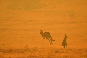 Australie : trois milliards d’animaux tués ou déplacés par les feux de 2019-2020 