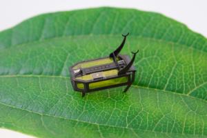 Des scientifiques ont développé un mini-robot « scarabée » qui avance sans batterie 