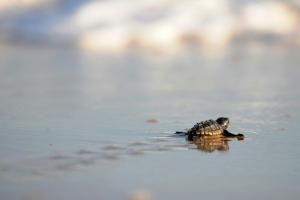 Plusieurs dizaines de bébés tortues ont éclos sur la plage de Fréjus