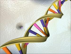 Premier rapport international défavorable à l’édition génétique d’embryons humains