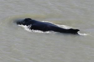 Australie : trois baleines à bosse s’égarent dans une rivière infestée de crocodiles