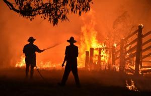 Les incendies australiens de 2019-2020 ont tué ou entraîné le déplacement de près de trois milliards d'animaux © AFP Peter Parks