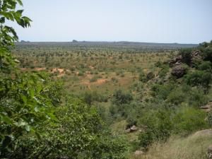Un nombre inattendu d’arbres dans l’ouest du Sahara et le Sahel