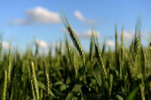 L’Argentine devient le premier pays à autoriser du blé OGM 