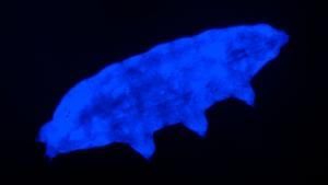 Une nouvelle espèce de tardigrade résistante aux rayons UV