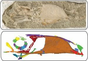 Le « toucan à dents de lapin » et la diversité méconnue des oiseaux au Mésozoïque