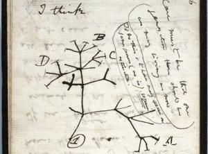 Deux précieux carnets de Darwin « volés » : appel à l’aide de l’université de Cambridge 