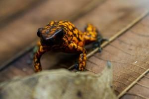 Un sanctuaire équatorien pour les grenouilles menacées d’extinction