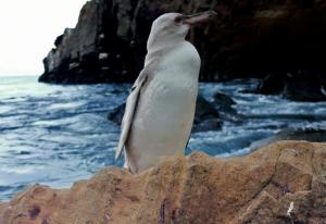 Un « rare » manchot blanc dans l’archipel des Galapagos