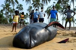 Quelque 120 « dauphins-pilotes » sauvés au Sri Lanka où ils avaient échoué