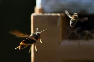 Des abeilles utilisent des excréments pour se défendre contre des frelons