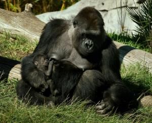 Des gorilles du zoo de San Diego (Californie) testés positifs au Covid-19