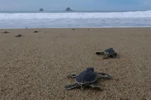 En Indonésie, des bébés tortues en route vers la liberté