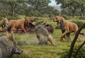« Loup sinistre » : les raisons de son extinction