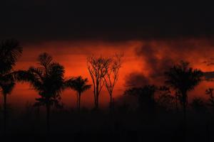 Brésil : les incendies de forêt au plus haut en dix ans