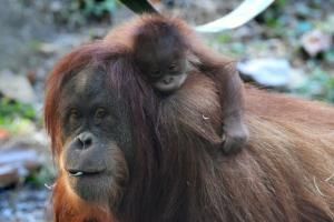 Indonésie : 10 orangs-outans relâchés à Bornéo, sous la menace du coronavirus