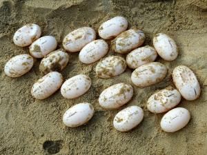 Cambodge : première ponte d’œufs de tortues royales en captivité