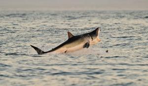 En Australie, des répulsifs anti-requins individuels pour réduire le risque d’attaque ?