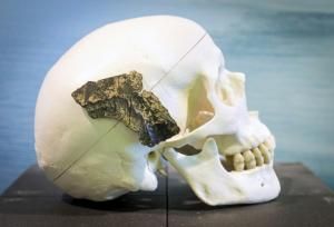 Un crâne d'Homo sapiens à Rotterdam en janvier 2014 © ANP/AFP/Archives Lex Van Leshout 