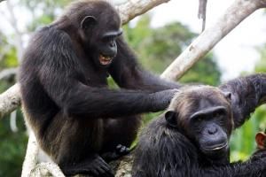 Les chimpanzés ont des « poignées de mains » propres à leur groupe social