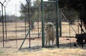 Un lion élevé en captivité à des fins commerciales, le 3 août 2012 dans la ferme Bona Bona à Wolmaransstad, en Afrique du Sud © AFP STEPHANE DE SAKUTIN