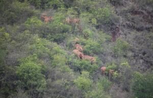 Vue aérienne prise le 7 juin et diffusée le 11 juin 2021 par les autorités de la province du Yunnan d'un troupeau d'éléphants en randonnée près de la ville de Kunming, dans le sud-ouest de la Chine © Yunnan Provincial Command of the Safety Precautions of the Migrating Asian Elephants/AFP/Archives 