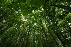 La forêt de la Téné, ultime rempart contre la déforestation en Côte d&#039;Ivoire