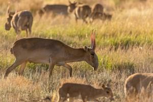 Un baby-boom d’antilopes saïgas nourrit l’espoir dans les steppes kazakhes