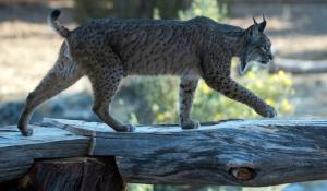 En Espagne, le lynx sauvé de l’extinction par un programme d’élevage en captivité