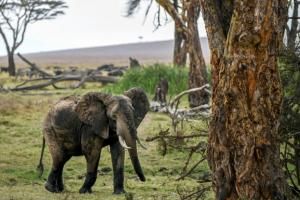 Chaque animal compte : le Kenya recense sa faune sauvage