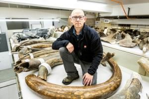 Matthew Wooller, chercheur à la University of Alaska Fairbanks et l'un des auteurs principaux d'une nouvelle étude sur la mobilité d'un mammouth laineux, pose avec une collection de défenses de mammouths © University of Alaska Fairbanks/AFP JR Ancheta 