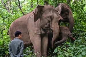 En Chine, cohabitation douce-amère entre éléphants et villageois