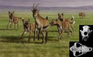 Des chiens chasseurs aux côtés des premiers hominidés de Dmanisi