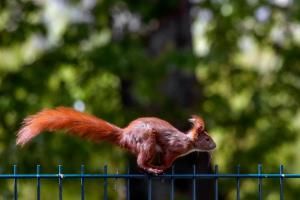 Les écureuils, des experts de l’innovation acrobatique