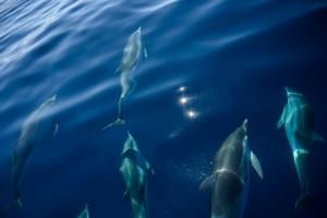 Menacé, le grand dauphin sous étroite surveillance en Méditerranée 