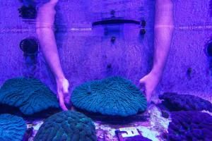 En Floride, le corail en proie à une mystérieuse maladie