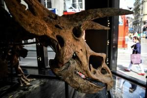 Le plus grand tricératops mis en vente à Drouot 