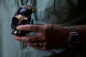 Homo naledi : un fossile relance l&#039;énigme sur de lointains cousins de l&#039;Homme 