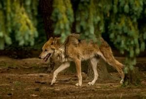 Un loup observé dans le Calvados, une première depuis 100 ans 