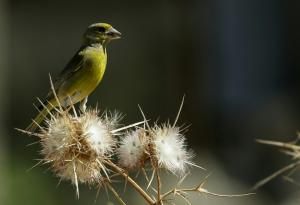 Presque 30 % des espèces d’oiseaux menacées au Royaume-Uni selon une étude