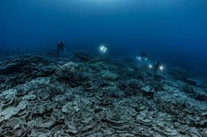 Un récif de coraux géants découvert au large de Tahiti 