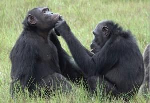Des insectes dans la plaie : l’étrange habitude de chimpanzés du Gabon