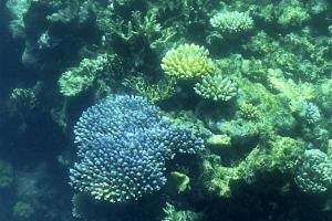 La Grande barrière de corail encore victime d&#039;un blanchissement généralisé